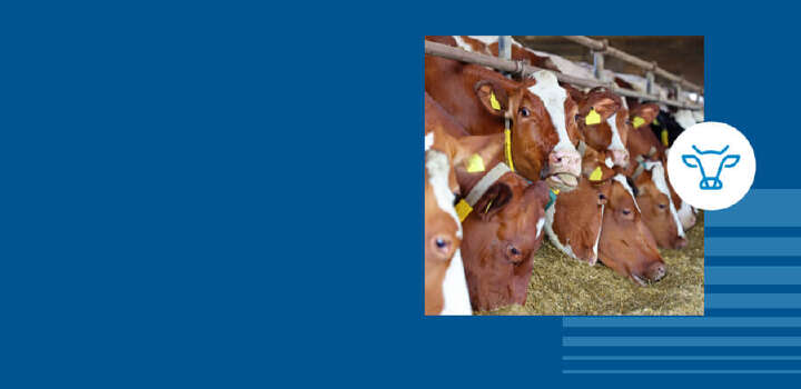 Braun weiß gefleckte Kühe fressen vom Futtertisch vor blauem Hintergrund